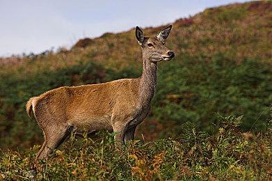 《灌篮高手》中配预告 4月20日国内上映